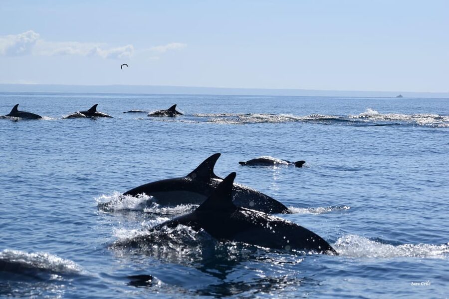 Cascais: Dolphin Watching Speedboat Tour - The practical details that make a difference