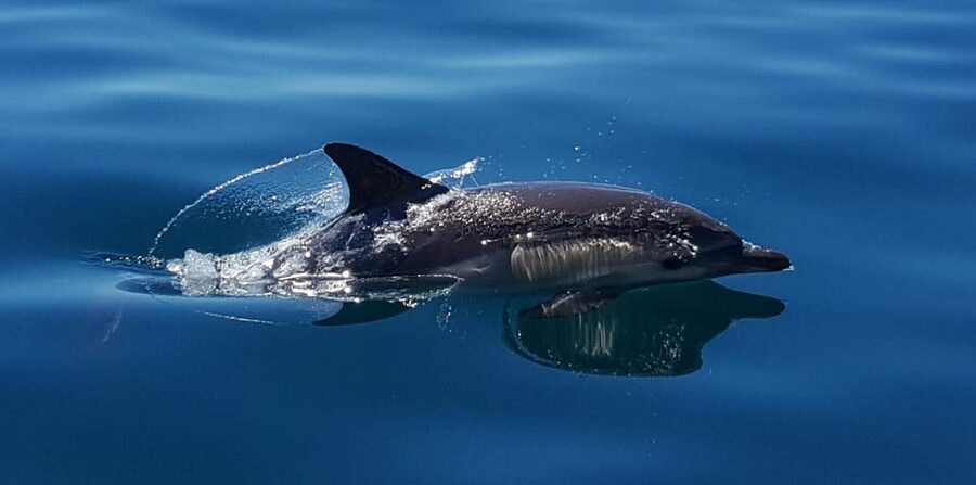 Cascais: Dolphin Watching Speedboat Tour - Should you book it?