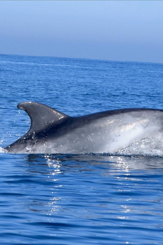 Cascais: Dolphin Watching Speedboat Tour - Leaving Cascais Marina on the speedboat