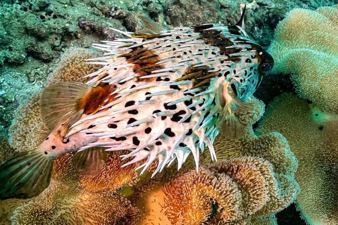 Cham Island Trip by Speed Boat including Snorkeling from Hoi An or Da Nang - Forty-five minutes of snorkeling