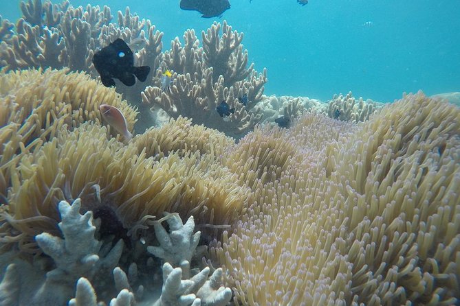 Cham Islands Snorkeling Tour by SpeedBoat from Da Nang - Why Cu Lao Cham makes a good break from Da Nang