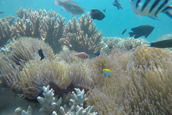 Cham Islands Snorkeling Tour by SpeedBoat from Da Nang - Who will enjoy this island day most?