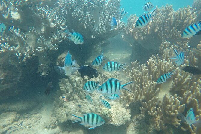 Cham Islands Snorkeling Tour by SpeedBoat from Da Nang - What the 3.8 rating tells you