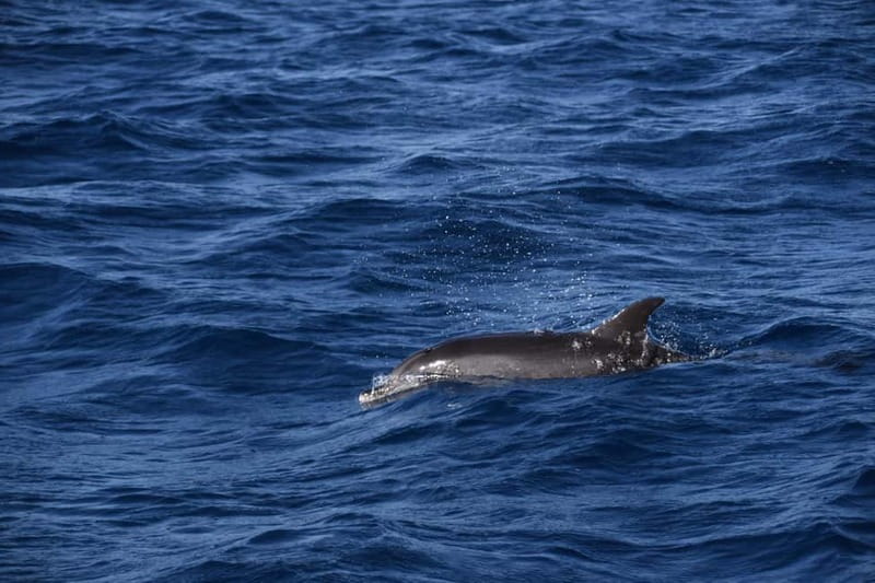 Costa Calma: Fuerteventura Dolphin Watching Zodiac Boat Tour - Why this zodiac trip feels different