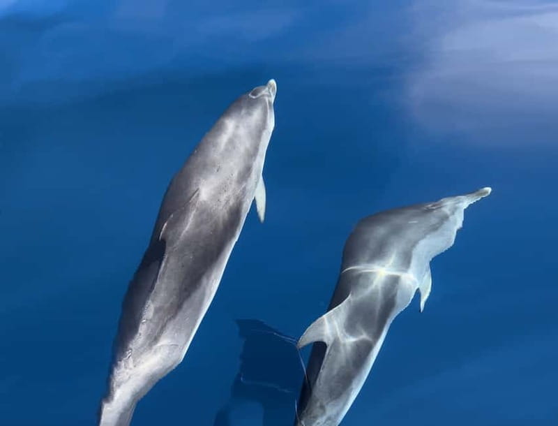 Costa Calma: Fuerteventura Dolphin Watching Zodiac Boat Tour - Starting from Esquinzo or Jandia