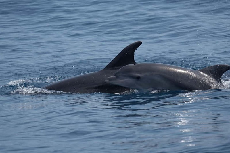 Costa Calma: Fuerteventura Dolphin Watching Zodiac Boat Tour - The coast around Morro Jable
