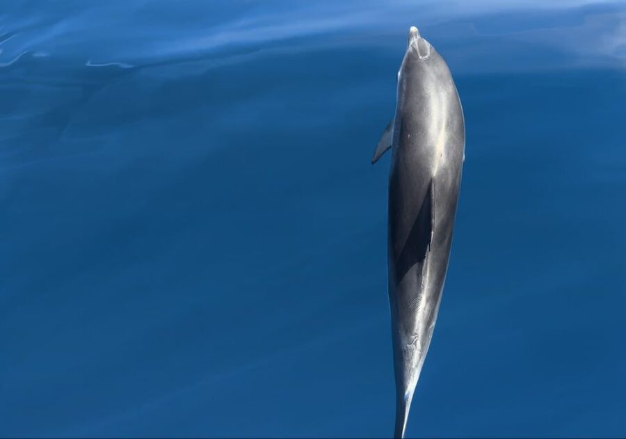 Costa Calma: Fuerteventura Dolphin Watching Zodiac Boat Tour - Who should book this experience?