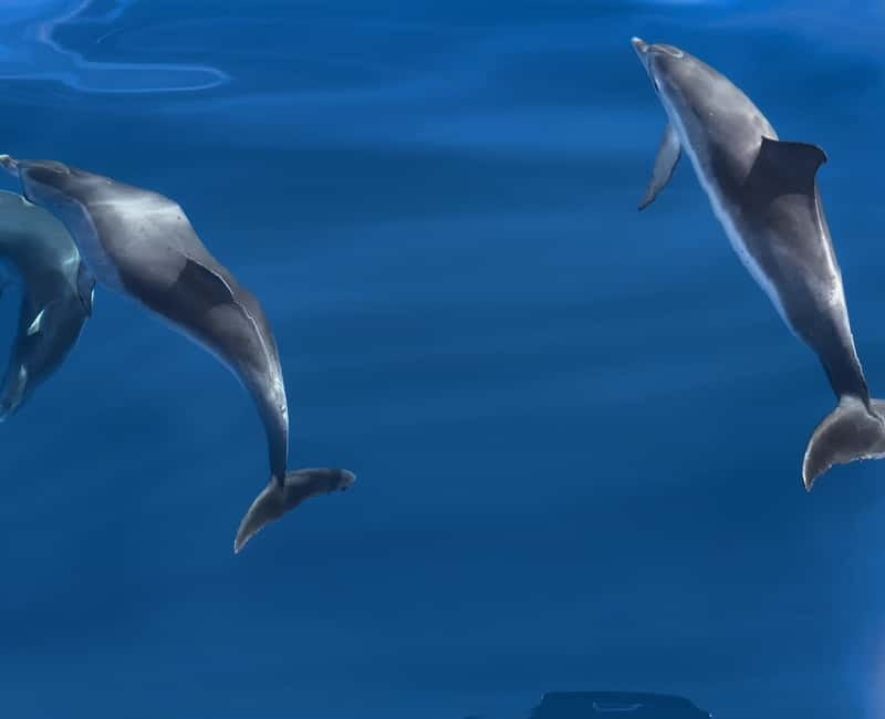 Costa Calma: Fuerteventura Dolphin Watching Zodiac Boat Tour - Racing across clear Atlantic water