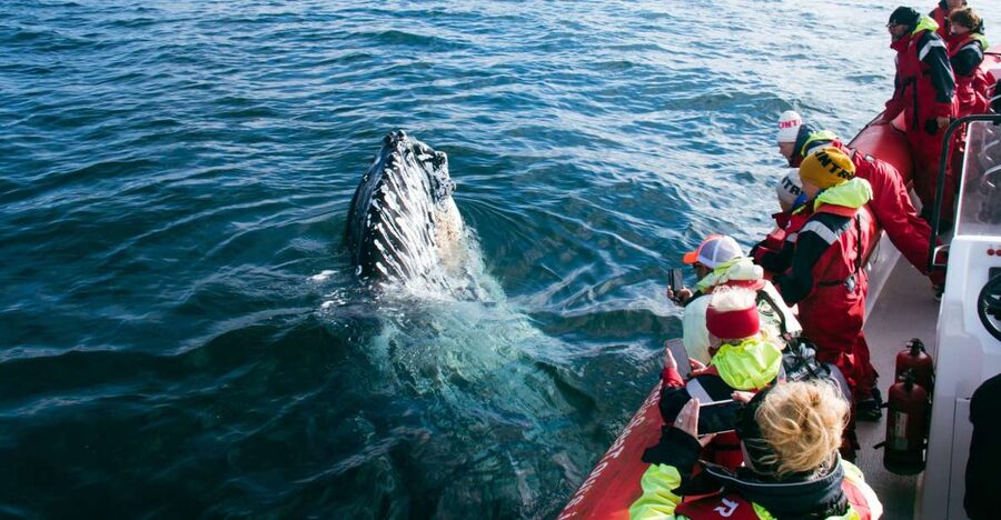 Dalvík: Whale Watching Speedboat Tour - Why Dalvík is a smart place for a whale trip