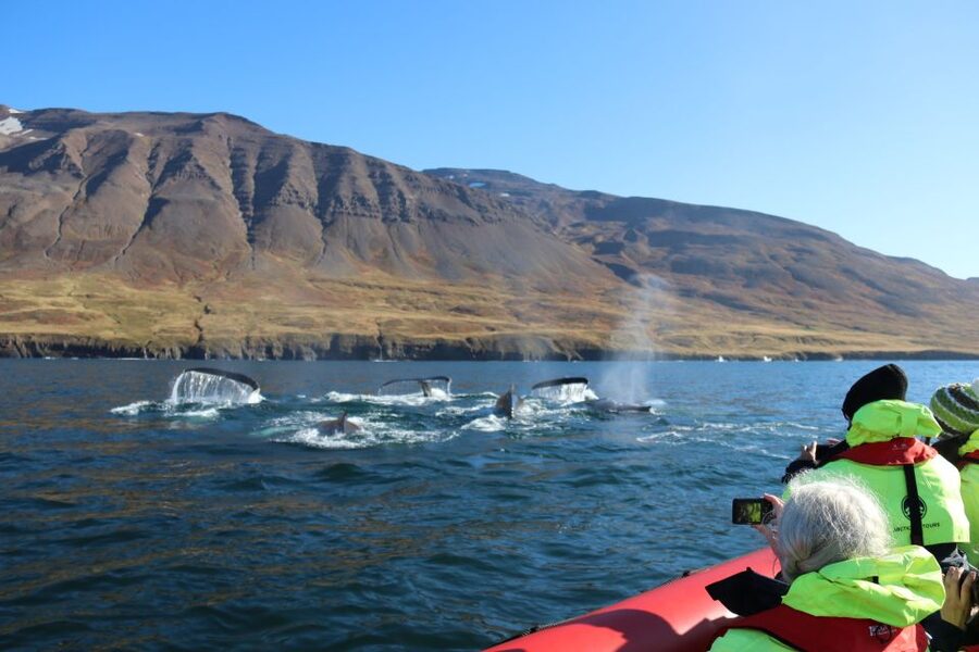 Dalvík: Whale Watching Speedboat Tour - The first five minutes: safety before speed