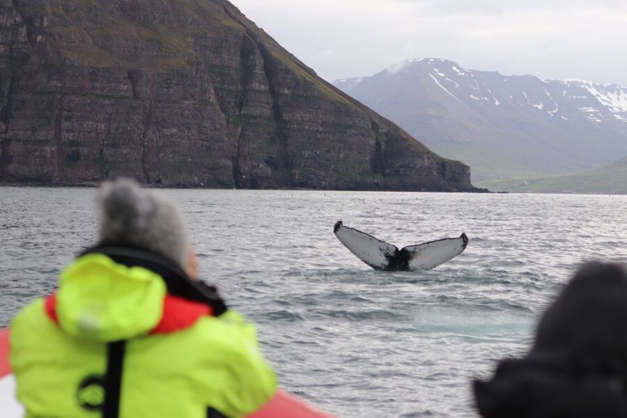 Dalvík: Whale Watching Speedboat Tour - Puffins, seals, and the quieter moments
