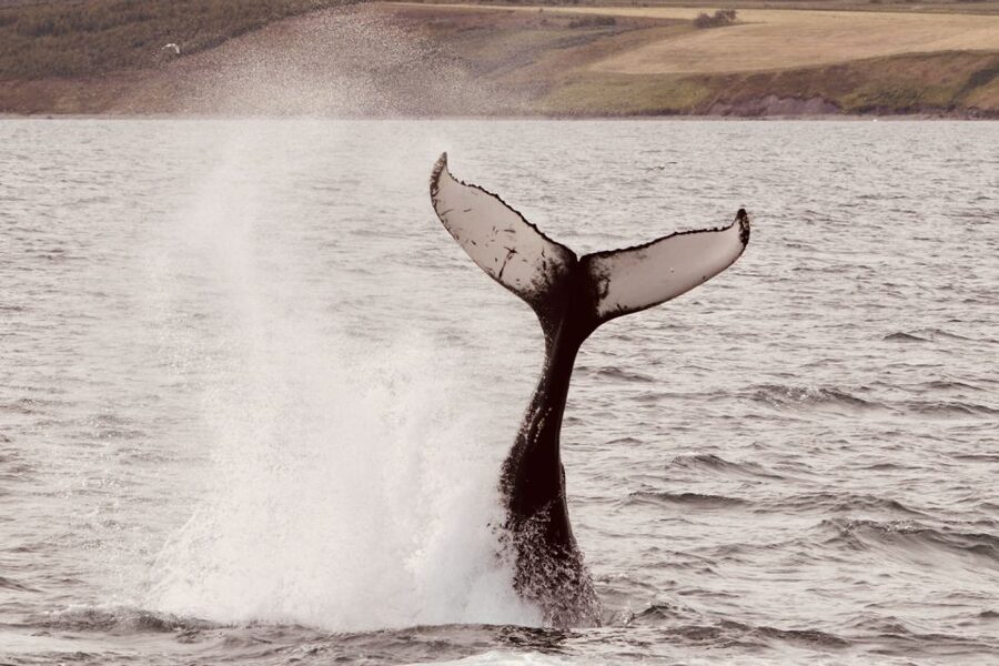 Dalvík: Whale Watching Speedboat Tour - The return cruise and what the boat ride feels like