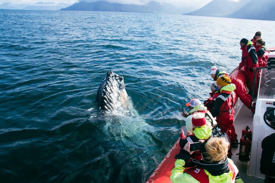 Dalvík: Whale Watching Speedboat Tour - How the small group changes the experience