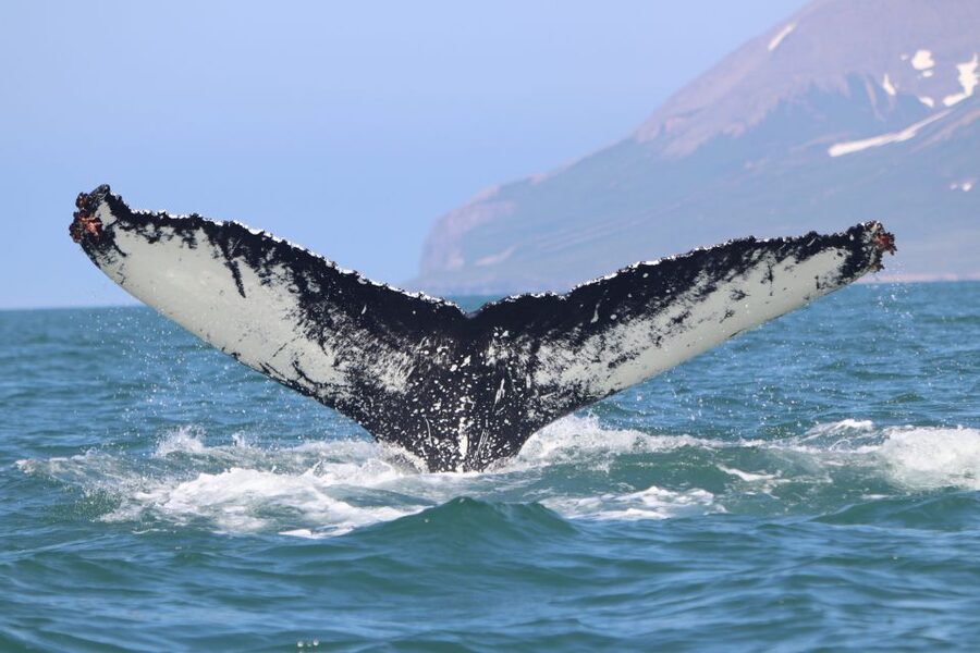 Dalvík: Whale Watching Speedboat Tour - Is $165 a fair price?