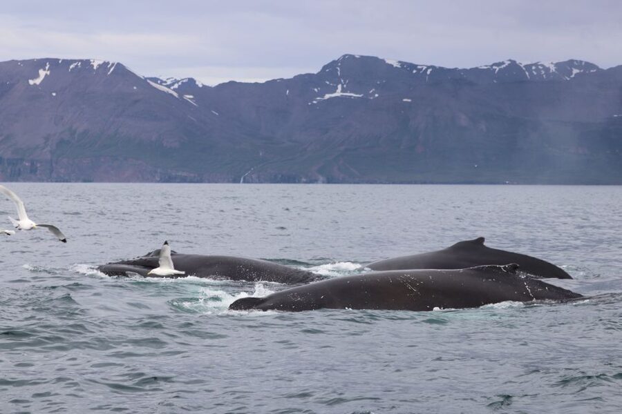 Dalvík: Whale Watching Speedboat Tour - Who should book the Dalvík RIB tour?