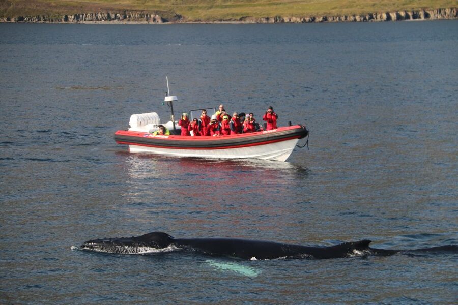 Dalvík: Whale Watching Speedboat Tour - Leaving Dalvík and crossing Eyjafjordur