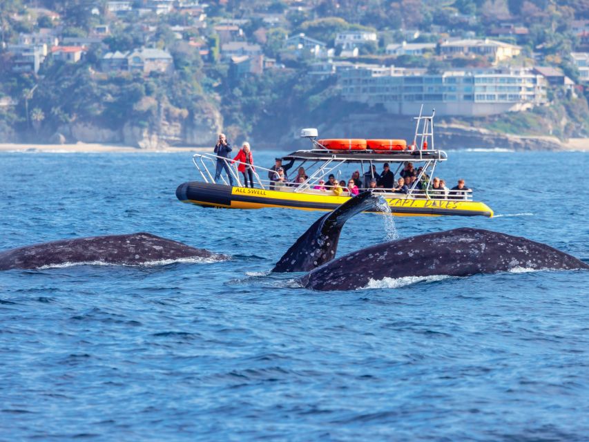 Dana Point Fast & Fun Zodiac-Style Dolphin & Whale Watching - Key points to know before you book