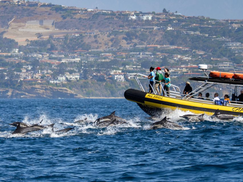 Dana Point Fast & Fun Zodiac-Style Dolphin & Whale Watching - A fast start from Dana Point Harbor