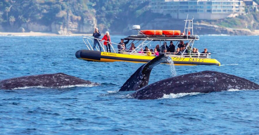 Dana Point Fast & Fun Zodiac-Style Dolphin & Whale Watching - Dolphins are often the main event