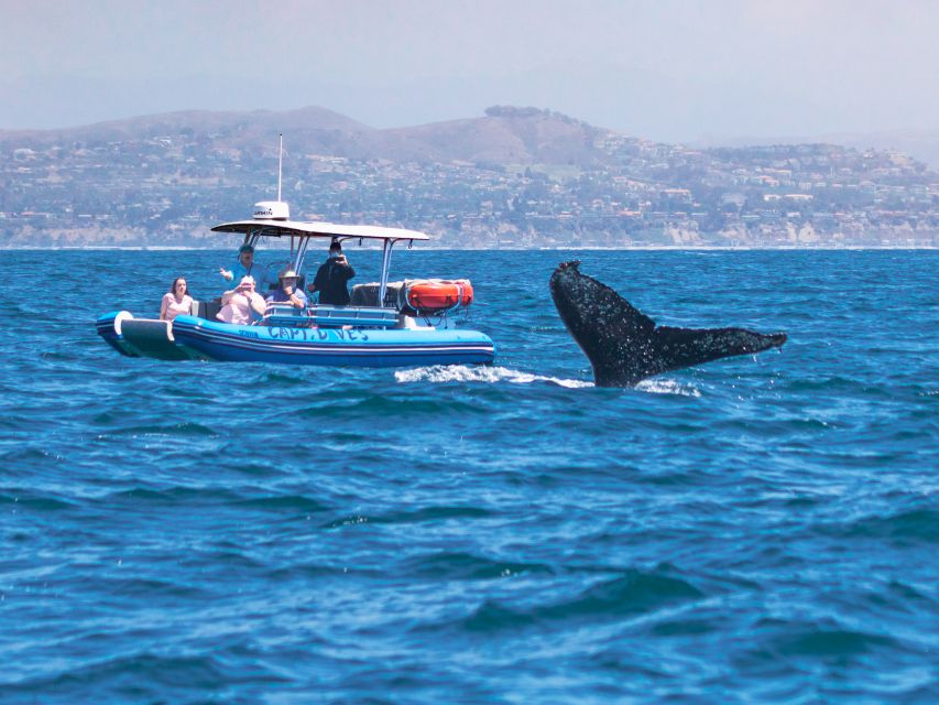 Dana Point Fast & Fun Zodiac-Style Dolphin & Whale Watching - Whales, from blue whales to gray whales