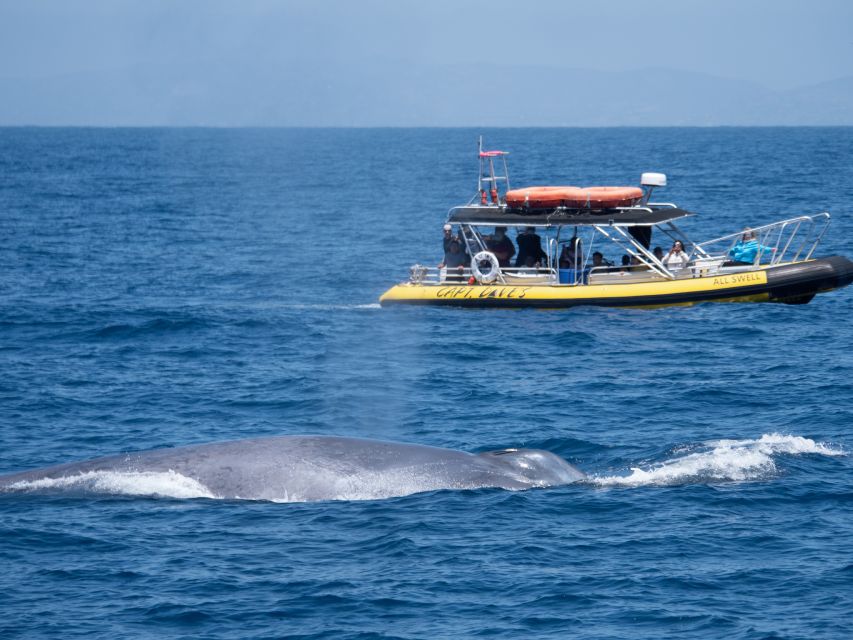 Dana Point Fast & Fun Zodiac-Style Dolphin & Whale Watching - Is the $95 price fair?