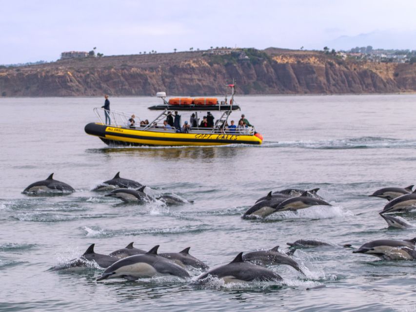 Dana Point Fast & Fun Zodiac-Style Dolphin & Whale Watching - Who will enjoy this most