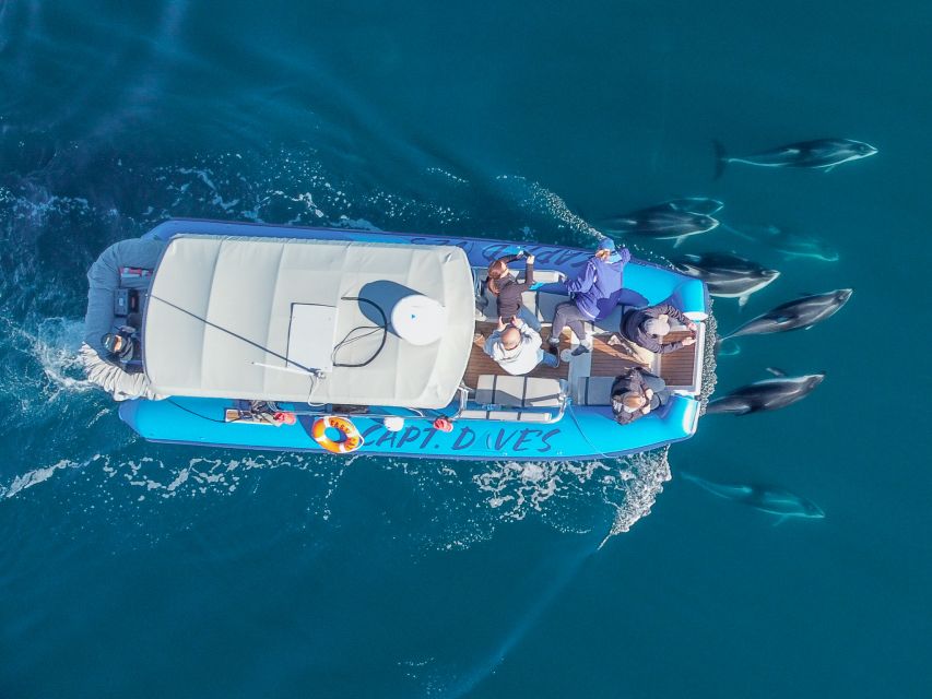 Dana Point Fast & Fun Zodiac-Style Dolphin & Whale Watching - Practical advice for a better outing