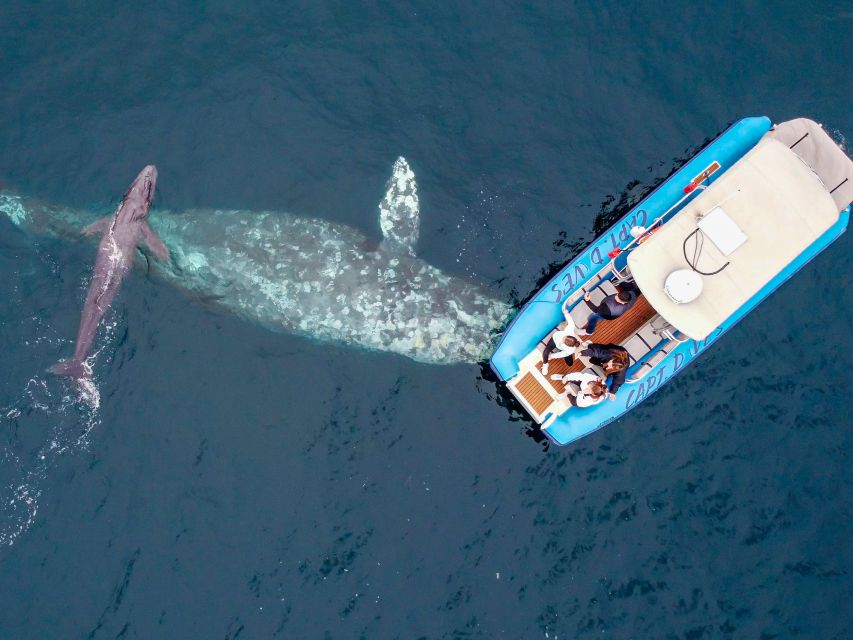 Dana Point Fast & Fun Zodiac-Style Dolphin & Whale Watching - The two-hour Zodiac Safari