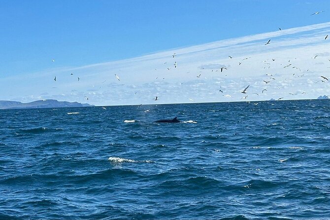 Dingle Boat Tours RIB Adventure Private - What this private RIB trip is really about