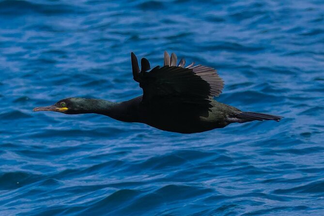 Dingle Boat Tours RIB Adventure Private - Watching for seals, puffins, dolphins, and whales