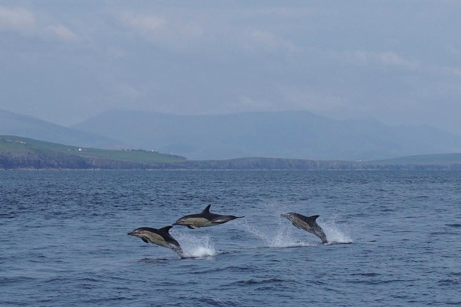 Dingle Boat Tours RIB Adventure Private - Sea caves, coves, and the character of the cliffs