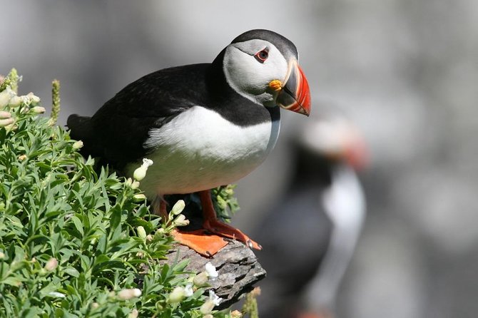Dingle Boat Tours Wildlife RIB Adventure - Racing out from Dingle Marina
