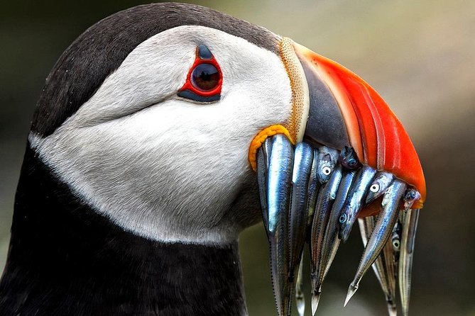 Dingle Boat Tours Wildlife RIB Adventure - The Blasket Islands from the water