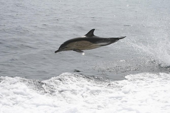 Dingle Boat Tours Wildlife RIB Adventure - The weather question you should take seriously