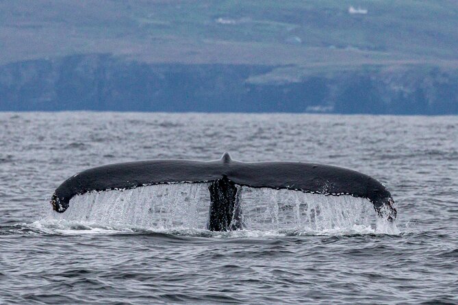 Dingle Boat Tours Wildlife RIB Adventure - Is $108.84 a fair price?
