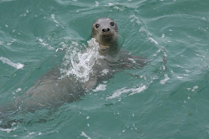 Dingle Boat Tours Wildlife RIB Adventure - Who should book this RIB adventure?