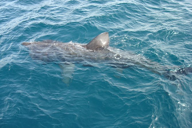 Dingle Boat Tours Wildlife RIB Adventure - Captain Declan and the small-group feel