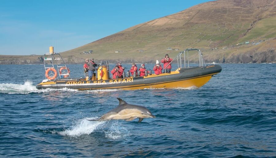 Dingle: Sea Safari by RIB Boat - Quick take: why this Dingle sea safari is worth considering
