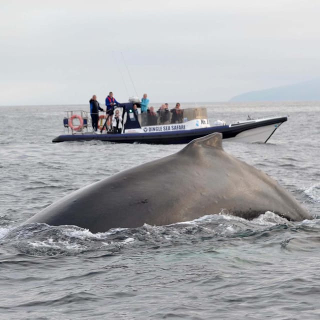 Dingle: Sea Safari by RIB Boat - Seeing the Great Blasket Island from the water