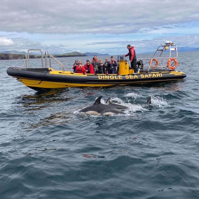Dingle: Sea Safari by RIB Boat - What the 2.5-hour length means