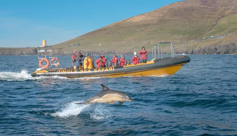 Dingle: Sea Safari by RIB Boat - Is $125 a fair price?