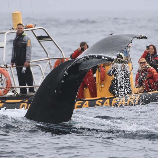 Dingle: Sea Safari by RIB Boat - Who should book this boat trip?