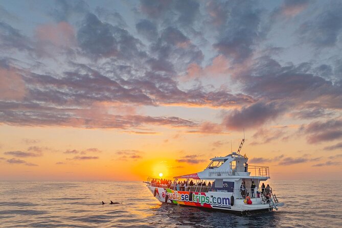 Dolphin Adventure: Fast Boat Dolphin Watching in Mallorca - Quick points to know