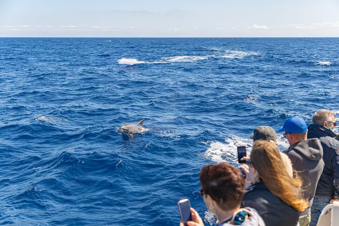 Dolphin Adventure: Fast Boat Dolphin Watching in Mallorca - Setting out from Port dAlcudia at 9:40 am