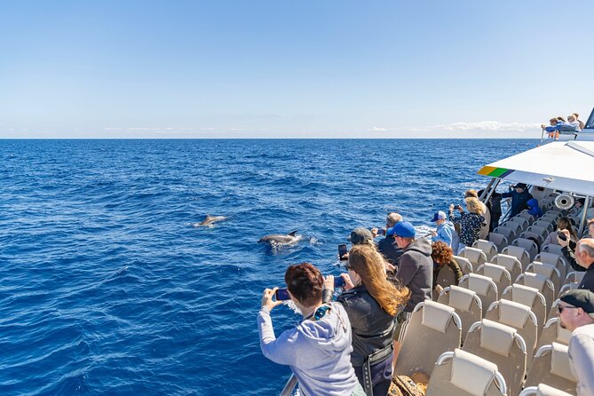 Dolphin Adventure: Fast Boat Dolphin Watching in Mallorca - The ride back and possible swim stop