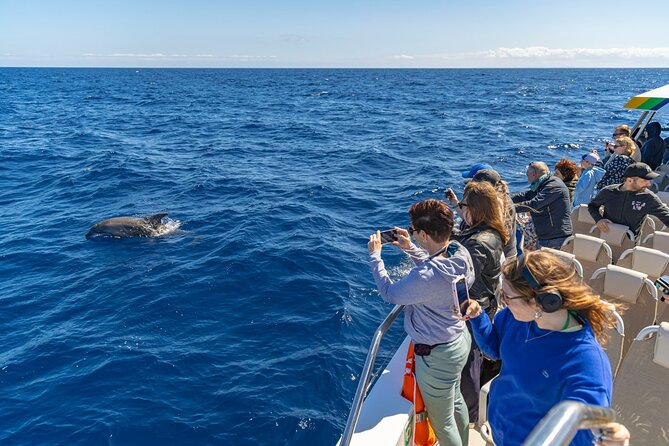 Dolphin Adventure: Fast Boat Dolphin Watching in Mallorca - Is $83.44 a fair price?
