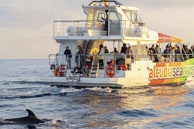 Dolphin Adventure: Fast Boat Dolphin Watching in Mallorca - What the new AUBARCA boat changes