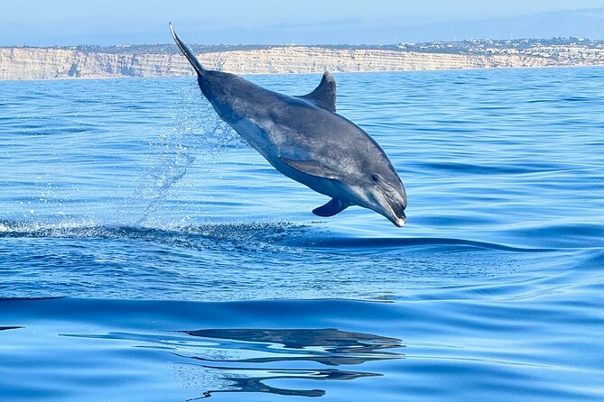Dolphin Expedition Shared Speedboat tour with Biologist guide - Key points to know before you book