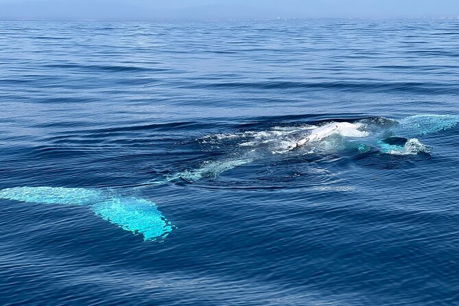 Dolphin Expedition Shared Speedboat tour with Biologist guide - Portimão Marina and the turn toward open sea
