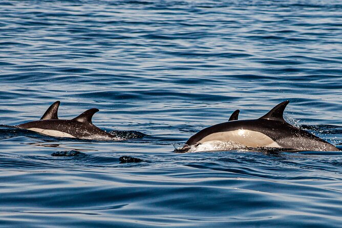 Dolphin Expedition Shared Speedboat tour with Biologist guide - What the biologist adds to the trip